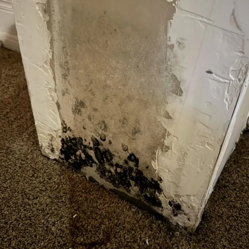 Professional Mold Removal in Pueblo County, CO